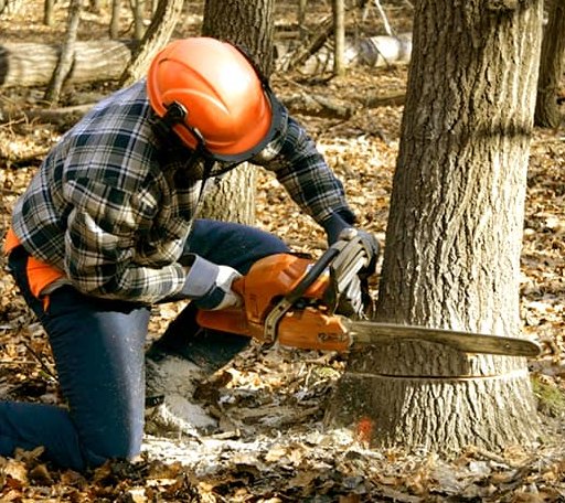 Tree Removal in Mark Center, OH